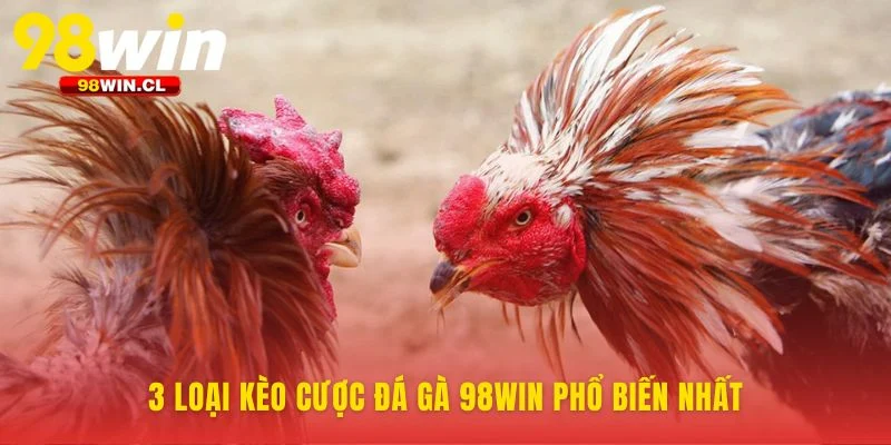 Ba cửa cược phổ biến tại sảnh đá gà 98WIN