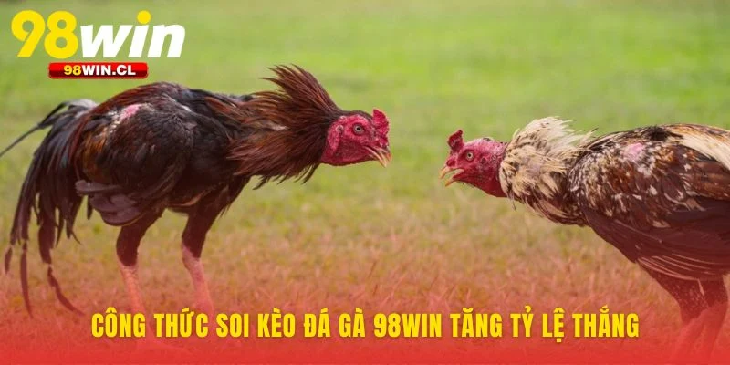 Phân tích chuyên sâu tại đá gà 98WIN chiếm ưu thế